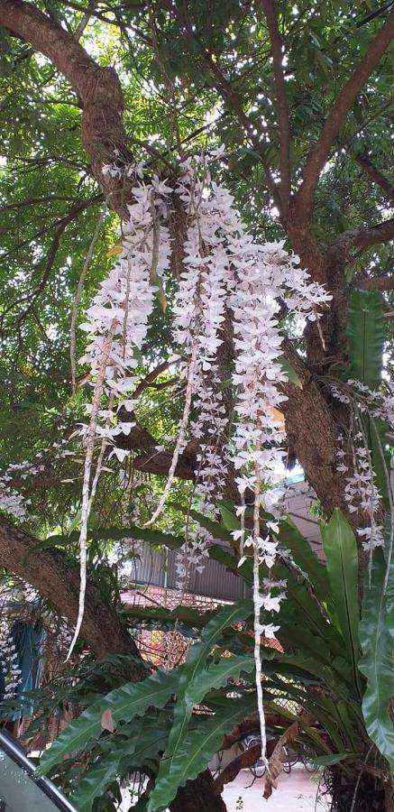 Linh Soi Homestay Mai Châu Buitenkant foto